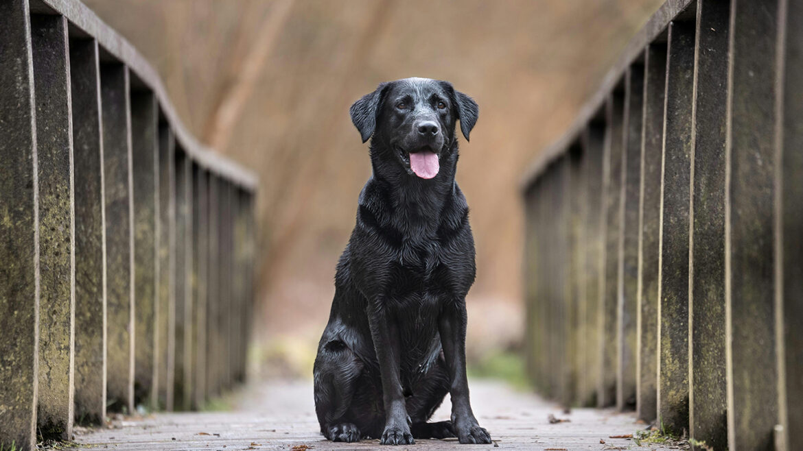 Caring for Your Gundog’s Teeth: A Comprehensive Guide